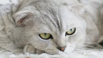 快手推广利器：ks24小时自助点赞真能低价引流吗？