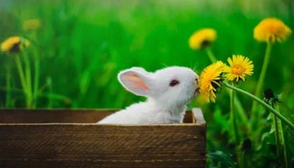 快手自助点赞工具上线，24小时低价推广利器